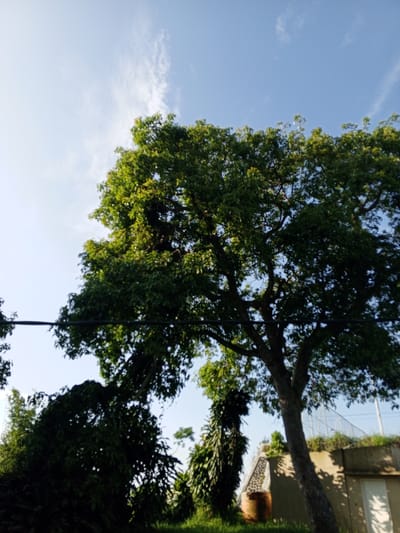 The image shows a large tree with green leaves against a blue sky with sparse clouds, likely during the daytime. A dark power line cuts across the upper left portion of the frame. Below the tree, to the left, is a shadowed area with smaller trees or bushes. To the right, at ground level, there is a partially visible building or structure with a white door and what appears to be a concrete wall. In front of the building, a weathered, orange-colored object, possibly a barrel or container, is visible. A fence-like structure is also present near the right edge of the frame. The location is suspected to be Ciherang, Indonesia, though no specific elements confirm this definitively within the scene.