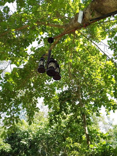 The image shows a close-up view of the underside of a leafy tree branch in Bhola, Bangladesh, located at coordinates 22.688 latitude, 90.622 longitude. Three decorative, hanging, lantern-style light fixtures are suspended from the branch, illuminated by the sun and shining through the leaves. There is a white, rectangular, decorative light fixture on the branch. The image is a view looking up through the foliage.