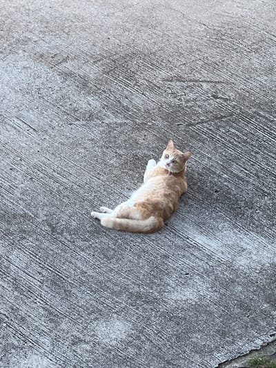 A ginger and white cat is lying on its back on a textured concrete surface in Baan Hua Thanon, Thailand. The cat is positioned in the center of the frame, looking upwards towards the camera with its mouth slightly open and its tongue visible. Its paws are extended upwards, and its body is relaxed. The concrete surface shows a pattern of parallel lines, possibly from a broom finish. The background is entirely composed of this concrete surface, with no other objects or environmental elements visible.