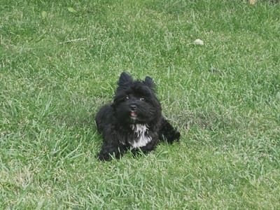 A black, fluffy dog with white markings on its chest is lying on a patch of green grass. The dog is looking towards the camera with its mouth slightly open and tongue visible. Its ears are perked up. The grass is medium length and appears to be a lawn. The background is entirely covered by grass, with no other objects or people visible. There is a light-colored blur in the upper right quadrant of the image, which could be a distant object. The lighting suggests it is daytime, possibly a sunny day given the brightness of the grass. The overall mood is relaxed and natural. The scene is set outdoors, likely in a backyard or park. No text is visible in the image.
