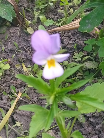 The image shows a close-up, slightly blurred view of a single purple and yellow pansy flower growing in dark soil with green foliage and some dry, brown organic matter. The flower is in the foreground, with its petals facing the camera. Small green clover-like leaves are scattered around the base of the flower and in the background. The soil appears moist and textured. There are no people or animals visible in the image. The scene depicts a natural outdoor environment, likely a garden or a patch of ground in a park. The image does not provide any specific information about the location within the city of Luka, Ukraine.