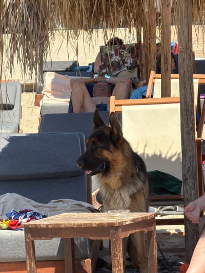 A German Shepherd dog rests on a grey sofa in a beachside setting. The dog is partially visible, with its head and a portion of its body in frame. The dog appears relaxed, with its tongue slightly out.
Behind the dog, several people are seated on lounge chairs or sofas. One person wears glasses and a colorful floral shirt. Another person is wearing a blue swimsuit and a lighter colored shirt. The scene suggests a casual outing at the beach.
The setting includes a wooden structure with a thatched roof or covering, common in beachside establishments. Several wooden chairs and tables are visible, some covered with cushions. The ground appears to be a light-colored surface, possibly sand or a paved area.
The lighting suggests it is daytime, with sunlight casting shadows. The overall atmosphere appears to be relaxed and leisurely, consistent with a beach vacation. There is no visible text in the image. The location context provided is Thassos, Greece.
