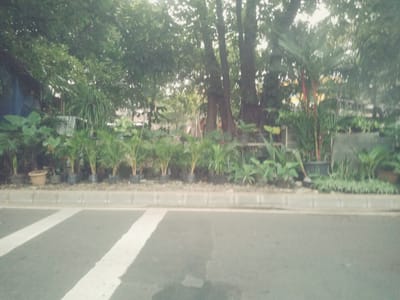 The image shows a blurred view of a street in Central Jakarta, Indonesia, with a sidewalk lined with potted plants. The street has white markings and appears to be wet. The sidewalk is bordered by a curb and a strip of gravel. Behind the sidewalk, there are various types of plants, including palm trees and leafy green foliage, some in pots and some planted directly in the ground. The background is obscured by dense trees, suggesting a green, possibly tropical, environment. The overall impression is a slightly overcast day, with soft lighting filtering through the leaves.