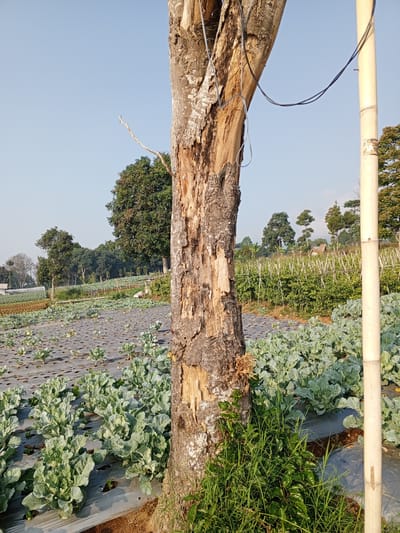 The image depicts a view of agricultural fields in Bellanneoya, Sri Lanka. In the foreground, a large, weathered tree trunk with visible damage and some attached wires stands prominently. To the right of the tree, a tall bamboo pole is visible. The background reveals expansive fields covered with plastic mulch, on which rows of leafy green vegetables, possibly cabbage or broccoli, are growing. Several trees and vegetation are scattered throughout the landscape, and the sky is clear blue. The scene suggests a rural farming environment under bright daylight conditions. There are no people or animals visible in the image.