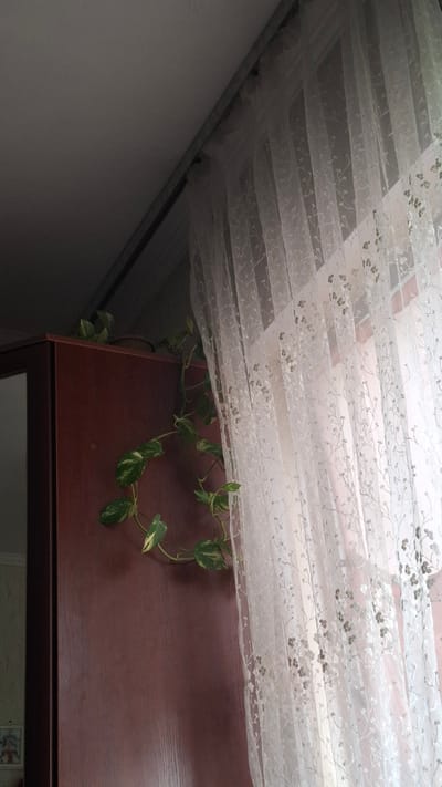 The image shows a close-up view of a white, sheer curtain with a delicate floral pattern. The curtain is draped across what appears to be a window, with horizontal blinds or panels visible behind it. The lighting suggests it is daytime, as light filters through the curtain.

In the foreground, on the right side of the image, is the top of a dark brown wooden piece of furniture, possibly a cabinet or dresser. A leafy green vine with variegated leaves is draped over the edge of this furniture, reaching towards the curtain. The vine is healthy and vibrant.

The setting appears to be indoors, likely a room in a home. The combination of the sheer curtain, wooden furniture, and houseplant suggests a domestic environment. The overall mood is calm and natural. There is no visible text in the image. The context of Shymkent, Kazakhstan, does not offer any specific visual cues within the image itself.