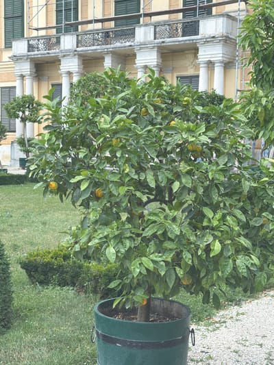 A potted citrus tree bearing several small yellow fruits is situated on a gravel path in front of a manicured lawn and hedges. In the background, a large yellow building with white columns and balconies is visible, suggesting a palace or grand estate. Scaffolding is present on the upper part of the building. The overall scene depicts an outdoor setting, possibly a garden within Vienna, Austria, given the architectural style. There are no people visible in the image.
