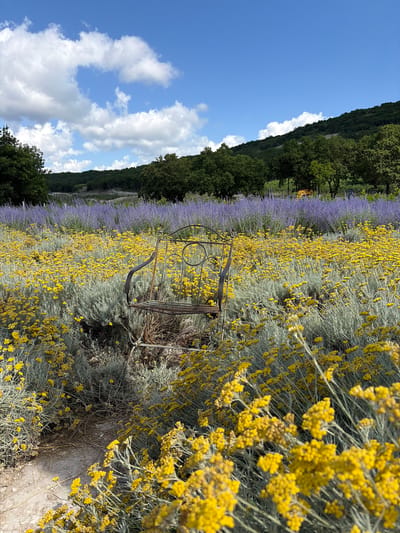 An outdoor, eye-level, medium shot captures a weathered, dark-colored metal chair sitting amidst a field of yellow flowers. The chair is positioned slightly off-center to the right and is facing left, with its back to the viewer. Behind the yellow flowers, a vibrant purple flower field stretches into the distance. The background features a dense forest on a hillside under a bright blue sky dotted with white, fluffy clouds. The sun is shining, creating highlights on the flowers and casting shadows. No people are visible in the image, and no actions or interactions are depicted. The location is described as Semogorskiy, Russia.