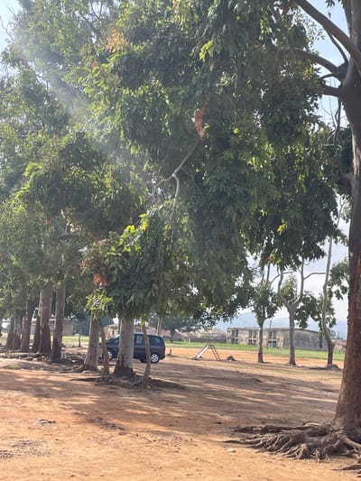 In Unguwar Saya, Nigeria, a medium-shot captures a dirt area with a line of large trees, their exposed roots visible on the reddish-brown ground. Sunlight filters through the dense green leaves, casting shadows. Behind the trees, a dark-colored SUV is parked. Further in the background, a small playground with a slide is visible, alongside some buildings and hills. The scene appears to be a public space, possibly a schoolyard or park.