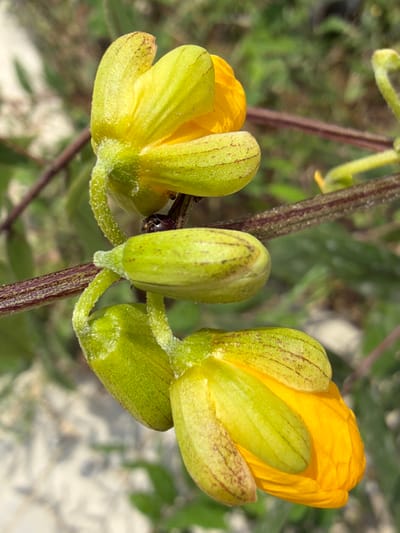 The image displays a close-up macro view of a flowering plant located in Igboefon, Nigeria. The primary focus is on a cluster of green buds and partially opened yellow flowers originating from a textured reddish-brown stem. Two prominent, partially unfurled flowers reveal bright yellow petals, partially encased by light green sepals marked with subtle reddish-brown longitudinal striations. A small, dark-bodied insect, consistent with an ant or a minute beetle, is observed resting on the main reddish-brown stem, positioned beneath the upper flower structure and above a lower group of buds. The flower stalks supporting these structures are light green and appear covered with fine hairs or pubescence. Numerous other green, elongated buds are also visible at various stages of development. The background is a blurred, out-of-focus field of green foliage interspersed with lighter, ambiguous patches, suggesting an outdoor, natural environment under natural light conditions. No human subjects are present.