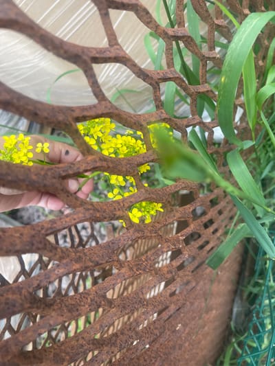 A person's hand, with a dark circular mark on the index finger, is reaching through a rusty, hexagonal metal grate, holding a sprig of small yellow flowers. The flowers are clustered together, with some individual blossoms visible. Behind the grate, green grass and other foliage are present, along with what appears to be a white, possibly plastic-wrapped object in the background. The scene is outdoors, with a hint of urban or suburban environment suggested by the grate and distant object. The location is the village of Tervolovo, Russia.
