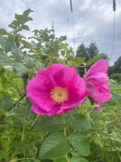 In the city of Рассвет, Russia, a close-up, eye-level outdoor shot captures a vibrant pink rose in full bloom. The rose, the primary subject, is positioned in the foreground and center of the frame, with its petals slightly unfurled, revealing a yellow stamen cluster. To the right of the main rose, another partially visible pink rose is seen. Surrounding the flowers is lush green foliage, characterized by serrated leaves and thorny stems. In the background, the scene transitions to a blurred expanse of greenery, with trees and a cloudy, overcast sky completing the natural environment. The lighting is diffused due to the cloudy conditions.