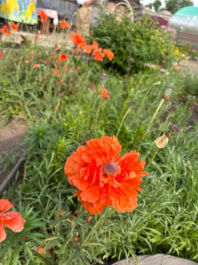 The image shows a close-up of a vibrant orange poppy flower in a garden. The flower is in full bloom with ruffled petals and a detailed center. Surrounding the poppy are numerous other green plants and foliage, with hints of other red poppies and poppy seed pods visible in the background. The overall scene suggests a sunny day in a garden setting. The location is identified as Chernogorsk, Russia, a city in the Republic of Khakassia.