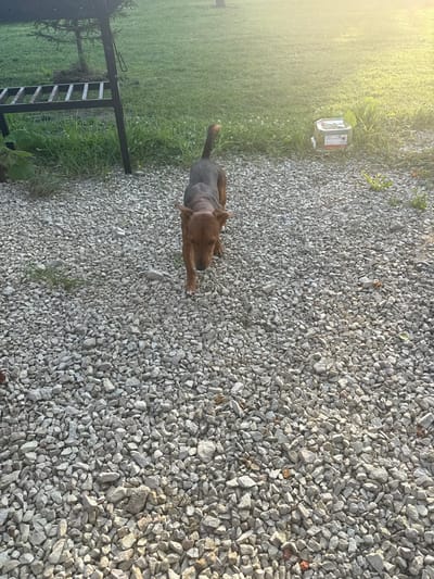 A medium-shot, eye-level, outdoor, natural light, daylight, vertical photograph shows a brown dog with a pointed tail walking on a gravel surface. The dog is facing towards the camera and appears to be moving forward. The dog's ears are perked up and its mouth is slightly open. The gravel surface is made up of small, light-colored stones. In the background, there is a patch of green grass, a metal grill, and a plastic container. The lighting suggests it is either early morning or late afternoon due to the warm glow and long shadows. The location is the city of Lyady, Russia.