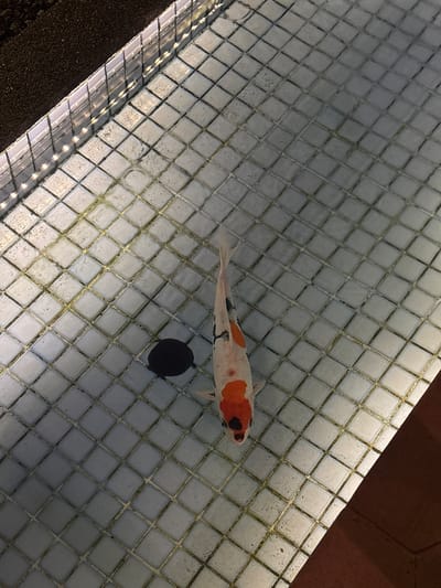 The image shows a koi fish swimming in a tiled pool. The pool tiles are light gray with dark grout lines, creating a grid pattern. In the upper right corner of the image, part of a dark brown surface can be seen outside of the pool. A black round object is also visible in the pool, near the fish. The koi fish has a red head, white body with black markings, and a long tail. Based on visual information, the location in the city of Bogor, Indonesia, cannot be determined.