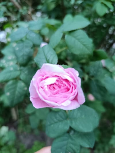 A close-up, slightly out-of-focus shot shows a pink rose in bloom surrounded by green foliage. The rose is in the center of the frame, with its petals unfurling in layers. The background is a blur of green leaves and some bokeh highlights, suggesting natural light filtering through the greenery. No people are visible in the image. The image was likely taken outdoors in a garden or park setting. There is no information within the image to suggest a specific location in Kaliningrad, Russia.