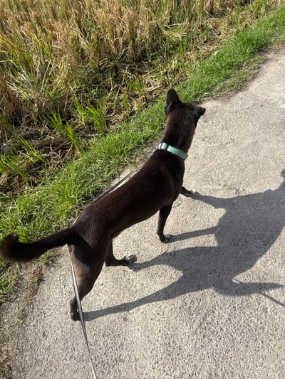 The image shows a dark-colored dog on a leash, walking on a concrete path next to a patch of grass. The dog is wearing a light green collar. Its shadow is cast on the path, indicating it is daytime. The grass appears dry and somewhat overgrown in places, with some greener patches. The concrete path has a coarse texture. The image is shot from a high angle, looking down on the dog and its surroundings. The overall scene suggests an outdoor setting, possibly a park or a roadside area in Sukawati, Indonesia. The lighting and shadows indicate it is likely mid-morning or late afternoon. No text is visible in the image.