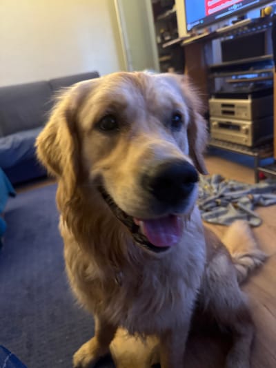 The image shows a close-up of a golden retriever's face. The dog is panting with its tongue visible. In the background, there's a glimpse of an entertainment center with electronic devices and a couch. A blanket is also visible. It's impossible to determine if the photo was taken in Baltezers, Latvia, based on the visual information.