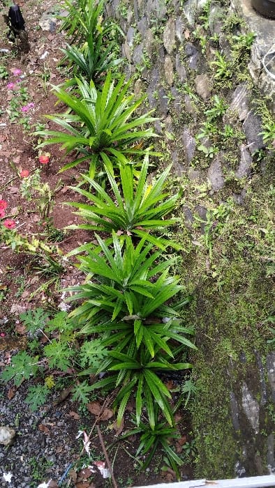A vertical image of a row of four Pandanus amaryllifolius plants growing along a stone wall in Panjalu, Indonesia. The plants are green and healthy. The wall is made of gray stones and is covered in moss and other small plants. There is a small amount of brown dirt at the base of the wall. The ground in front of the wall is covered in small rocks and a small, green, leafy plant.