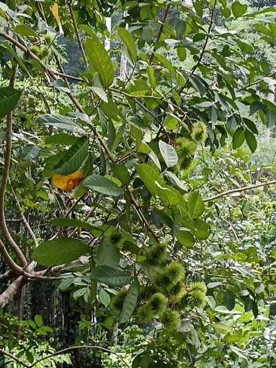 This media file captures a close-up view of a lush green tree branch, laden with leaves and developing fruit, set against a dense, verdant background. The scene is an outdoor natural environment, characteristic of a tropical forest or orchard, located in Khok Kloi, Thailand.

The primary subjects are the tree's branches, leaves, and a cluster of distinctive green, spiky fruits. The branches are brown and sturdy, extending diagonally across the frame. Numerous broad, oblong leaves, varying in shades of green from light to dark, are attached to the branches, creating a rich canopy. One leaf in the upper left quadrant shows a patch of yellow, suggesting it might be aging or discolored.

The most notable objects are the fruits, which appear to be unripe rambutans (Nephelium lappaceum) due to their characteristic green, hairy, and somewhat spiky exterior. They are clustered together in several bunches, predominantly on the right side and lower central part of the image, showcasing their early developmental stage.

No human activity or events are taking place; the image focuses solely on the botanical elements. The time of day appears to be daytime, with soft, natural light illuminating the foliage, suggesting either an overcast sky or the tree being under partial shade. The overall impression is one of a thriving, natural ecosystem, indicative of a humid, tropical climate. There is no visible text in the image.