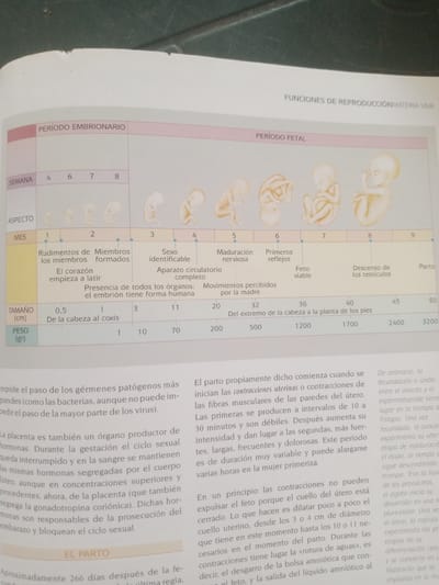 The image is a close-up, overhead shot of a textbook page discussing human reproduction. The page is divided into sections with headings such as "PERIODO EMBRIONARIO" and "PERIODO FETAL." Below these headings, there are visual representations of fetal development at different stages, indicated by weeks and months. There are also tables detailing "ASPECTO," "MES," "TAMAÑO (cm)," and "PESO (gr)" at various developmental points. The text describes biological processes and milestones of pregnancy. The lighting is somewhat dim, and the page appears to be slightly creased. There are no elements in the image that suggest a location in Santa Ana, Venezuela.