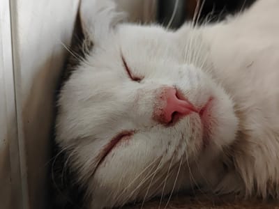 A close-up, eye-level, medium shot captures a white cat sleeping. The cat's face is filling the frame, with its eyes closed and its nose slightly visible, showing a pink hue. Its fur appears soft and slightly messy, with some long white whiskers extending outwards. The cat is positioned on its side, with its head resting against a light-colored, textured surface, possibly a wall or a piece of furniture. The background is blurred, with hints of darker shades, suggesting an indoor environment. The lighting is soft, casting gentle shadows on the cat's face and highlighting the texture of its fur. There is no discernible evidence to suggest the image was taken in Donetsk, Ukraine.
