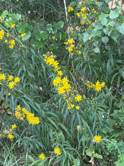 The image depicts a natural scene with abundant yellow wildflowers, likely in a semi-wild or uncultivated area. The flowers are small, daisy-like with numerous thin petals. They are interspersed with tall, green, blade-like foliage, creating a dense ground cover. Some larger, broader green leaves are also visible towards the top of the frame, suggesting a mix of plant species. The overall impression is one of a natural, possibly overgrown, environment.

There are no people or man-made objects visible in the image. The environment appears to be outdoors, with natural vegetation.

Based on the provided context of Zarechny, Russia, this image likely represents a typical natural landscape found within or on the outskirts of the city. This could be a park, a field, a roadside verge, or a wooded area. The abundance of wildflowers suggests a season conducive to their growth, such as late spring or summer. The lighting is overcast or diffused, as there are no strong shadows, indicating it could be a cloudy day or the image was taken during a time of day with soft light.