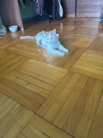 A ginger and white cat is lying on a polished wooden floor. The cat is facing the camera with its body angled slightly to the left. Its eyes are open and yellow. The floor is made of parquet wood planks arranged in a geometric pattern. In the background, there is a closet with clothing hanging inside, a white bowl with water, and a dark wooden dresser. The room appears to be indoors. There is no information available regarding the location in Vsevolozhsk, Russia.