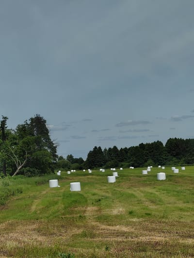 This image depicts a rural landscape in the vicinity of Volchynsky Sel'skiy Soviet, Belarus. The scene is a mown field dotted with numerous white, plastic-wrapped bales of hay, suggesting a recent harvest and preparation for storage. These bales are distributed across the grassy expanse, with some in the foreground and others receding into the distance.
The background is characterized by a dense line of trees, forming a dark green boundary that separates the field from the sky. The sky itself is a pale blue, with wispy, light gray clouds scattered across it, indicating a partly cloudy day. The lighting suggests it is daytime, likely late morning or early afternoon, given the overall brightness and the shadows cast by the hay bales.
The foreground of the image shows a mix of mown grass and some drier, straw-like remnants of a previous harvest or a less intensely managed area. The overall impression is one of agricultural activity and the tranquil beauty of the Belarusian countryside. There are no visible people, text, or specific events taking place beyond the static presence of the hay bales. The setting is natural and serene, typical of rural farmland.