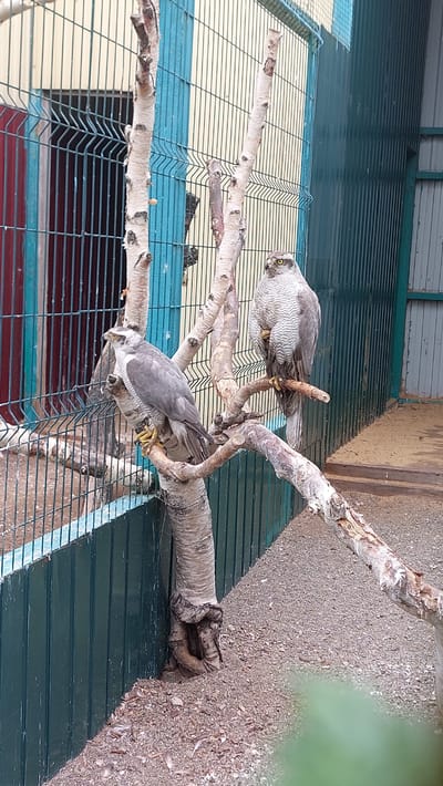 Two Northern Goshawks are perched on a tree branch inside an aviary in Yelizovo, Russia. The aviary has green metal siding and a wire mesh enclosure. The ground is covered in gravel and small stones. One hawk is positioned higher up on the branch, facing left with its head turned towards the viewer. It has grey and white mottled plumage and bright yellow eyes. The second hawk is lower on the branch, facing right and looking downwards. It has similar grey plumage and yellow talons are visible as it grips the branch. The tree branch is weathered and textured, with some bark peeling off. Sunlight appears to be illuminating the scene, casting shadows. The time of day and weather conditions are not explicitly discernible from the image. No visible text is present in the media file.