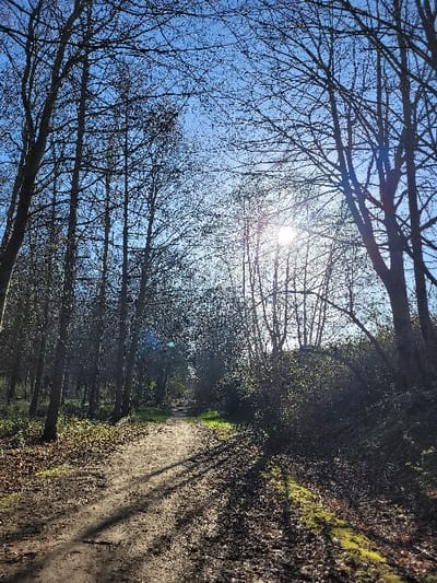 The image depicts a sunlit woodland path in Fleury-sur-Orne, France. A clear, bright blue sky is visible above, with the sun low in the sky towards the upper right, casting strong light and lens flare through the bare branches of numerous deciduous trees. These trees, primarily tall and slender, line both sides of the path, their dark silhouettes contrasting against the bright sky. The path itself is composed of light brown dirt or compacted earth, appearing well-trodden, and recedes into the middle distance with a slight curve to the left. Long, defined shadows from the trees stretch diagonally across the path and the surrounding ground from the left. The ground cover consists predominantly of fallen brown leaves, interspersed with patches of green grass and moss. Denser undergrowth, including bushes with some green foliage, is present along the path's edges, particularly on the right side. No individuals, animals, or artificial objects are visible within the frame. The scene suggests a late autumn or winter season due to the largely defoliated trees.