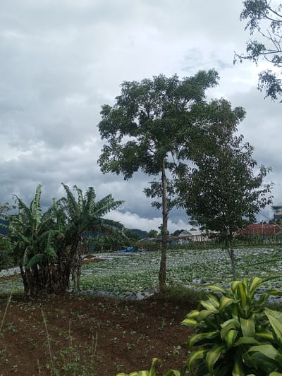 This image depicts an agricultural landscape in Ciherang, Indonesia, under an overcast sky. In the foreground, rich brown soil is visible, containing small green sprouts. To the immediate lower right, a bush with striking green and yellow variegated leaves is present. The midground features a cluster of mature banana plants on the left, characterized by large green leaves. Centrally positioned is a tall tree with a dense canopy of dark green foliage, flanked by a smaller, similarly foliated tree to its right. Behind these, an expansive cultivated field stretches, utilizing black plastic mulch over rows of emerging green crops. In the background, multiple structures, likely houses or farm buildings with light-colored walls and reddish roofs, are partially visible, along with a blue tarp. Distant mountains, partially obscured by mist or clouds, form the horizon beneath a heavily clouded, grey sky. No individuals or direct actions are observable.