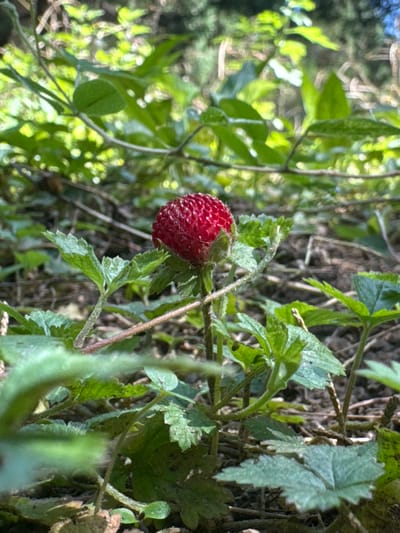 A close-up shot of a wild strawberry plant with one ripe, red berry visible amidst green foliage. The plant is growing in a somewhat overgrown area, with other plants and foliage in the background, suggesting a natural setting. The berry is the focal point, appearing bright red with small seeds or bumps on its surface. The surrounding leaves are green, with some having jagged edges. The overall environment is shaded, but with some dappled sunlight filtering through the trees. The exact location within Dongcheng District, China cannot be determined with the information provided.
