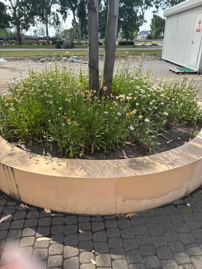 The image depicts an outdoor scene in the city of Sirius, Russia. In the foreground, a circular planter made of light-colored concrete contains a dense cluster of daisies with white petals and yellow centers. The planter is surrounded by dark grey interlocking pavers, with a few fallen brown leaves scattered on the ground. Two tree trunks are visible within the planter, one thicker than the other. In the middle ground, there is a patch of dry soil and some construction materials, including a white tarp and some blue fabric. Beyond this, a grassy area is visible, with trees in the background. Further in the distance, there appears to be a modern white portable building or structure on the right side of the image, with a red arrow sticker on its door. The overall environment suggests an outdoor public space, possibly a park or a newly developed area, with elements of nature and construction. There are no people visible in the image.