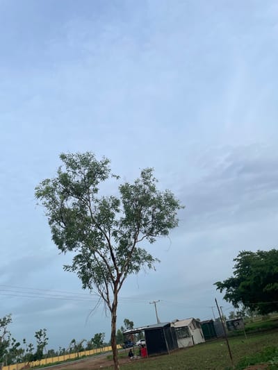 In Jauro Yinu, Nigeria, under a cloudy sky, a lone tree with sparse green foliage stands prominently in the foreground, its branches reaching upwards. To the right and further back, another large, densely leaved tree is visible. In the mid-ground, a cluster of small, makeshift structures with corrugated metal roofs are situated on uneven terrain. Some of these structures appear to be small shops or stalls, one with a glass window and another with a patterned facade. A dirt path runs in front of these buildings. In the far background, a yellow fence with trees and more scattered vegetation extends across the landscape. Power lines are strung between utility poles in the middle ground. Two individuals are seated near the structures.