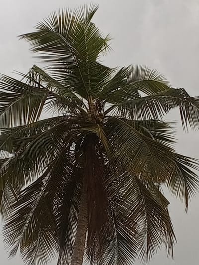 A mature coconut palm tree is depicted against an overcast, light grey sky in Konongo, Ghana. The image is taken from an upward angle, featuring the dark, textured trunk in the lower-center extending upwards. A dense crown of numerous long, green pinnate fronds radiates from the top of the trunk. A cluster of several green, unripe coconuts is visible at the apex of the trunk, nestled among the bases of the fronds. No individuals, animals, or man-made structures other than the tree are present in the frame. The scene is illuminated by diffuse natural light.
