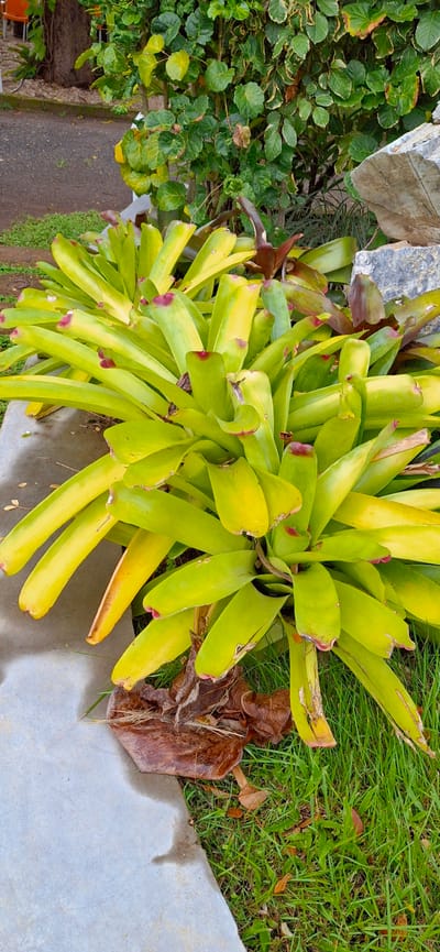 This media file depicts an outdoor scene in Vallecito, Venezuela, featuring a collection of bromeliad plants. The plants have vibrant green, somewhat yellowing leaves, with hints of red at the tips of some leaves. They are situated on the edge of a paved area, which appears to be a walkway or patio, and adjacent to a patch of green grass. Some dry, brown leaves are scattered around the bromeliads and on the grass. In the background, there are other green plants with smaller leaves and some large, light-colored stones. The lighting suggests it is daytime, and the presence of lush greenery and the type of plants visible are consistent with a tropical or subtropical climate. There is no visible text in the image.