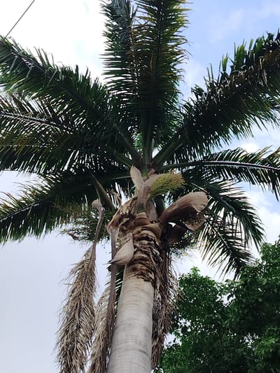 A tall palm tree dominates the frame, its trunk rising vertically. The trunk transitions from a smooth, light gray to a textured, brown pattern as it ascends. Green palm fronds extend outwards and upwards. Some brown, dried fronds hang down. The sky is partially visible behind the tree's foliage, with a mix of white and blue. A smaller tree with dark green leaves is visible in the lower right corner. The image appears to be taken from a low angle, looking up at the palm tree. Based on the prompt, the location is Tinaquillo, Venezuela.