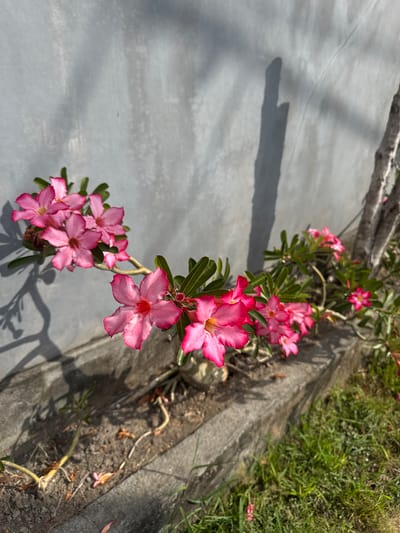 This media file showcases a close-up, high-angle view of several vibrant pink desert rose flowers, their petals delicately tinged with white and yellow at the center. The flowers are arranged in clusters along slender stems, with lush green leaves providing a striking contrast. They are planted along a raised concrete border, which separates a paved, light gray surface from a patch of green grass and soil. The paved area is illuminated by bright sunlight, casting distinct shadows of the flowers and their stems onto its surface. The lighting suggests it is daytime, likely late morning or early afternoon, given the sharp shadows. The presence of grass and the tropical appearance of the flowers hint at a warm climate. The concrete border appears weathered, with some dry leaves and small plants growing in the soil next to it, suggesting a garden or outdoor pathway setting. The overall impression is one of natural beauty thriving in an outdoor environment. No text is visible in the image.