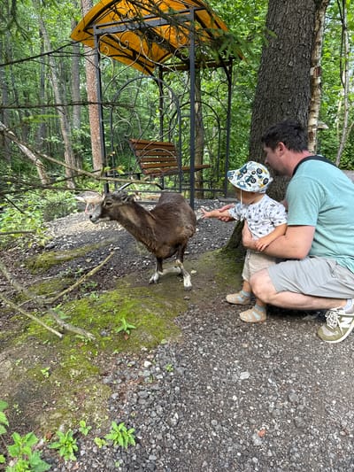 In Klemyatino, Russia, a father and his young child are interacting with a mouflon in a wooded environment. The father, wearing a teal t-shirt and grey shorts, is crouched down, holding the child. The child, dressed in a patterned t-shirt and light-colored shorts with a matching bucket hat, is reaching out a hand towards the mouflon, which is a medium-sized wild sheep with a brown coat. The mouflon is standing and appears to be looking towards the child. Behind them, a rustic gazebo with a yellow canopy and intricate metalwork provides shade. The ground is a mix of gravel and mossy earth, with trees and foliage surrounding the scene, suggesting a nature park or zoo enclosure.