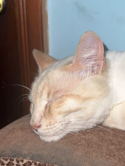 An extremely close-up shot shows a light-colored cat sleeping on a brown surface. The cat's eyes are closed, and its head is tilted slightly forward. The fur is a pale cream color with some subtle orange tabby markings on its face. The cat's ear is visible, appearing pinkish and delicate. The background includes a blurred wooden surface on the left and a softly lit blue wall on the right. The brown surface the cat is resting on has a slightly textured appearance and a strip of leopard print fabric is visible along the bottom edge. The image provides no information about the location in Khostinskiy, Russia.