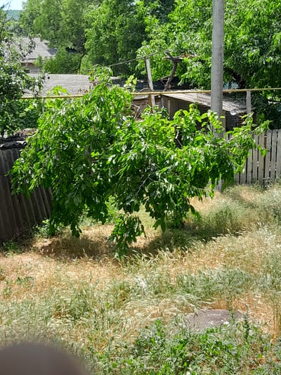 This image captures a sun-drenched outdoor scene, likely in a rural or suburban area of Cimișlia, Moldova. The central focus is a lush, green tree with dense foliage, casting dappled shadows on the dry, yellowish grass and sparse greenery surrounding its base. To the left, a weathered, corrugated fence runs vertically, adding a rustic texture to the scene. In the background, a wooden fence with vertical planks stretches across the frame, partially obscured by the tree. Behind the fences, glimpses of buildings with grey tiled roofs and other vegetation suggest a residential area or a garden. A grey utility pole stands prominently to the right of the tree, its presence indicating infrastructure in the vicinity. The overall impression is one of a quiet, natural setting bathed in the bright light of a summer day.