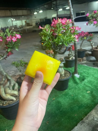 In Baan Bo Phut, Thailand, a person's hand holds a rectangular, yellow object with a slight orange hue in the center. The object is positioned in the foreground, obscuring the view of the hand's wrist and palm. Behind the hand and object, a blurred background reveals several potted plants with pink flowers, likely Desert Roses (Adenium obesum), interspersed with green foliage. The plants are situated on a patch of artificial green turf. In the distance, the scene transitions to an indoor or covered area with visible lighting fixtures and structures, possibly a workshop or storage area, with indistinct vehicles and furniture present. The overall lighting suggests it is nighttime.