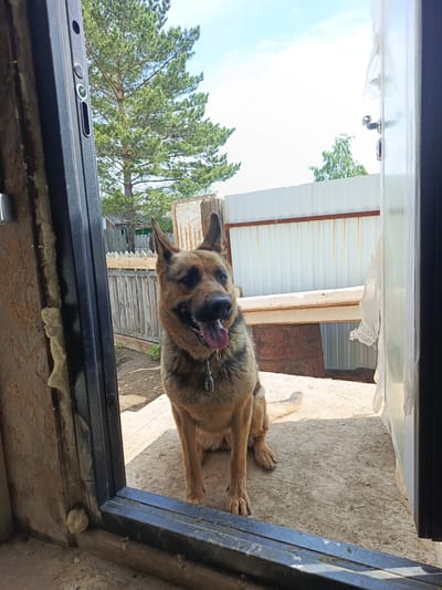 A medium-sized German Shepherd dog is sitting in an open doorway, looking to the right. The dog has tan and black fur and its tongue is hanging out. The doorway appears to be made of wood and metal, with exposed insulation around the frame. Outside the doorway, there is a wooden fence, a tall pine tree, and a white corrugated metal fence in the background. The ground in front of the doorway is covered in dirt and wood chips. The sky is blue with some white clouds. The scene appears to be in a rural or suburban area, possibly a backyard or construction site. The image was taken in Steklyanka, Russia.