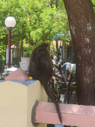 A medium shot presents a monkey perched on a painted structure outdoors, likely within a park or public area in Puttaparthi, India. The monkey, mostly brown with a long tail, sits facing away from the viewer. A small yellow flower appears near the monkey on the structure.
The painted structure has sections in yellow, blue, and pink. A large tree trunk dominates the upper portion of the frame, with green foliage visible in the background. A white spherical streetlight and other park elements, like lampposts, are also visible through the trees. Additionally, in the background there is a statue.