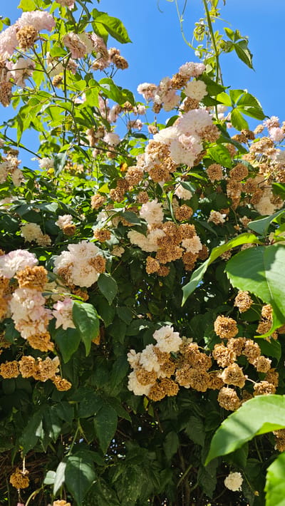 A close-up, eye-level shot captures a densely foliated bush of pale pink and white roses, some in full bloom and others dried and brown, against a clear blue sky. The rose blooms are small and clustered, with many of the dried flowers resembling small, crumpled paper balls. Lush green leaves, varying in shade and size, fill the majority of the frame, with some leaves appearing sun-drenched and others in shadow. Thin, brown stems and branches weave through the foliage. In the top left corner, a few larger, lighter pink rose blossoms are visible, some with hints of wilting. A thin, pale green vine extends from the upper right corner, with small leaves. The image appears to be a natural outdoor setting, likely a garden or park. No people or animals are present. The scene is devoid of any specific landmarks that would pinpoint its location within Sevastopol, Ukraine.
