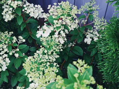 The image shows a close-up view of a flowering plant with delicate white and light green blooms. The flowers are clustered in cone-shaped panicles and are surrounded by dark green, ovate leaves. The stems of the plant are reddish-brown. To the right of the flowering plant, there is a portion of a dense, evergreen conifer, likely a cypress or juniper, with finely textured, scale-like foliage. In the background, a wooden surface with vertical planks, painted in a muted, cool-toned color that appears to be a dark blue or purple, is visible. The lighting suggests it could be daytime, possibly overcast or late afternoon, as there are no harsh shadows. The scene appears to be an outdoor garden setting, with a focus on the textures and colors of the plants against the backdrop of the weathered wooden structure. There is no visible text in the image. The overall impression is one of natural beauty and tranquility.