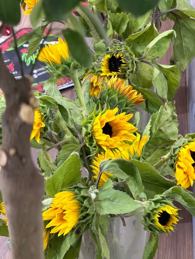 This media file shows a close-up, top-down view of a bouquet of sunflowers with their leaves and stems. Several sunflowers are in bloom, displaying bright yellow petals and dark centers, while others are in various stages of bud formation, their green sepals closed around the nascent flowers. The leaves are a deep green, some appearing slightly wilted, with visible veins and a soft, fuzzy texture. The stems are thick and also covered in fine hairs.
In the background, a wooden surface is visible, suggesting a rustic or natural setting. A blurred object with colorful text is partially visible beneath some of the leaves and flowers. While no people are depicted, the arrangement of the sunflowers suggests they have been cut and placed in a vase or holder, possibly as a decorative display. The lighting appears to be natural, casting soft shadows and highlighting the texture of the petals and leaves. The overall impression is one of natural beauty and a rustic, perhaps indoor, setting. No specific time of day or weather conditions are discernible. There is no discernible text in the image other than the blurry text on the object in the background.
