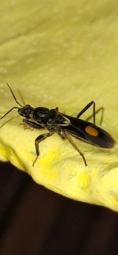 A macro photograph captures a black insect with an orange marking on its back resting on a textured yellow surface. The insect is positioned vertically, with its head pointing downwards. Its body is elongated and segmented, with visible legs and antennae. The yellow surface appears to be organic, possibly a petal or a leaf, and has a slightly irregular texture with small, raised bumps and some lighter speckling. The background is dark and out of focus, creating a strong contrast with the brightly colored subject. The lighting appears to be artificial, highlighting the details of the insect and the yellow surface. No text is visible in the image. The image was likely taken outdoors, given the natural subject matter, and the focus on a small detail suggests an interest in entomology or nature photography. The environment is described as Vallecito, Venezuela.