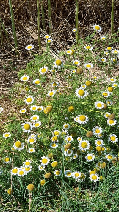 The image depicts a close-up, outdoor view of chamomile flowers with white petals and yellow centers, interspersed with green foliage and some dry, straw-like stalks in the background. The scene is set in a natural environment, likely a field or garden, bathed in sunlight. The focus is on the delicate blooms and the interplay of textures between the flowers and the surrounding vegetation. No people or animals are visible. The visual style is that of a high-angle shot, offering a detailed look at the floral arrangement.