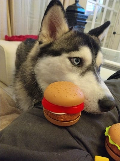 A husky dog poses with a toy hamburger pressed against its face. The dog, with gray and white fur and piercing blue eyes, looks toward the viewer. To the right of the dog are more toy hamburgers on a gray background, possibly clothing. The dog's fur appears soft, contrasting with the smooth plastic texture of the burger toy.